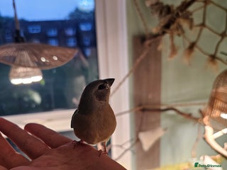 Finches birds - Advert 8