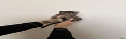 Scottish Fold cats for sale: British shorthair x Scottish fold kittens  in Birmingham - Advert 12