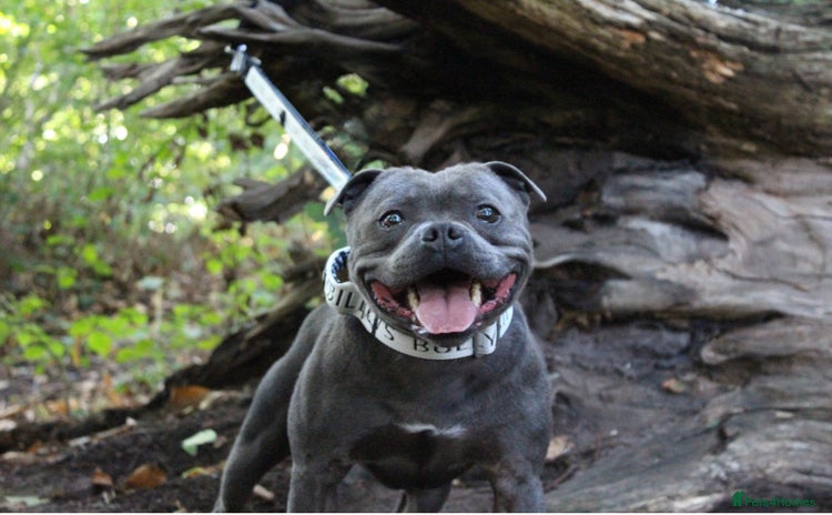 Staffordshire Bull Terrier dogs - Advert 8