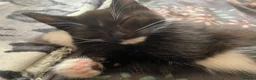 Domestic Shorthair cats for sale: Kittens for sale - Advert 1