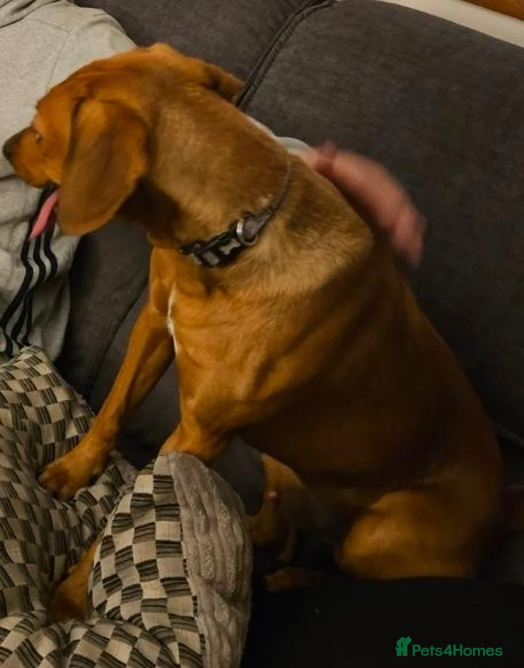 Mixed Breed dogs for sale: Springer x ridgeback  in Taunton - Advert 2
