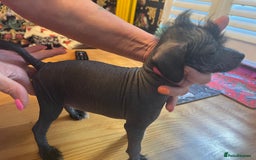 Chinese Crested dogs for sale: Stunning part hairless Chinese crested pups - Image 4