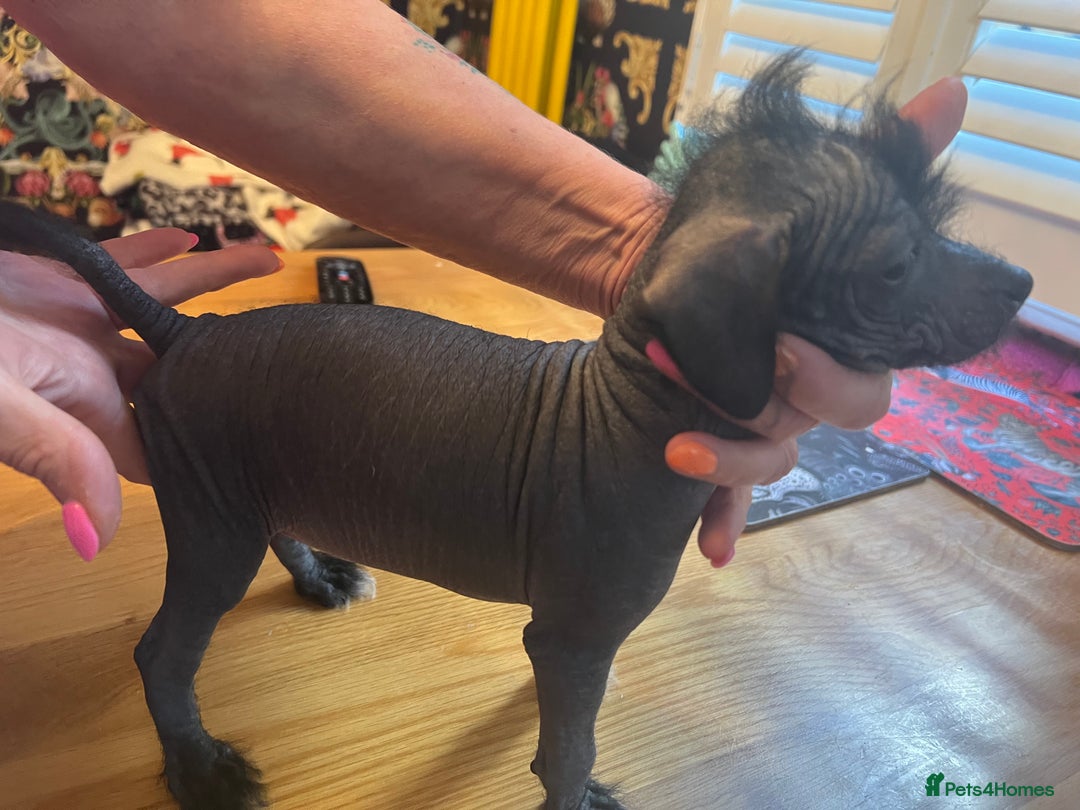 Chinese Crested dogs for sale: Stunning part hairless Chinese crested pups - Image 4