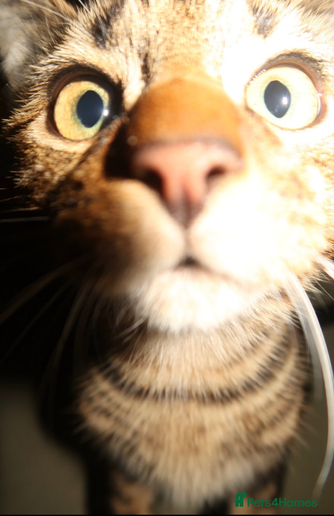 Bengal cats for sale: Mixed bengal kitten - Advert 5