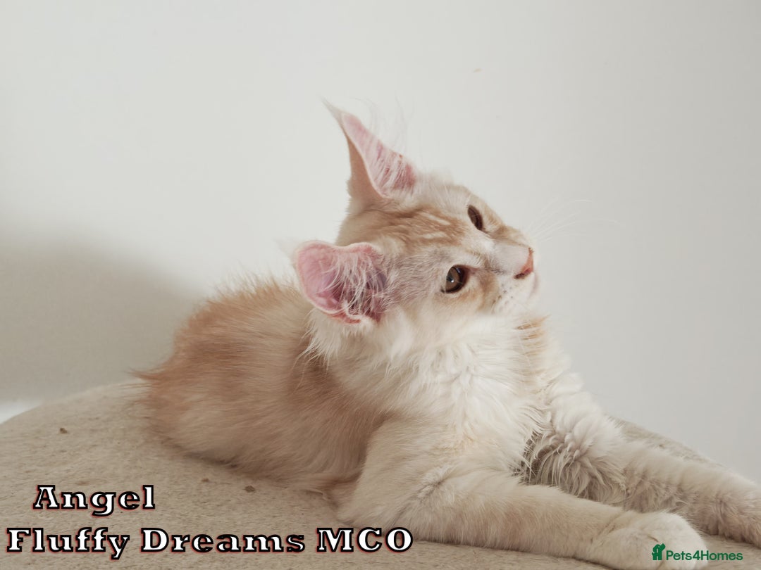 Maine Coon cats for sale: Two Cream Boys ES23 from Fluffy Dreams MCO - Image 12
