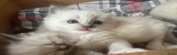 Ragdoll cats for sale: Pure blue point ragdoll kittens  - Advert 19