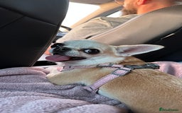 Chihuahua dogs for sale: Chihuahua boys / males  - Image 8