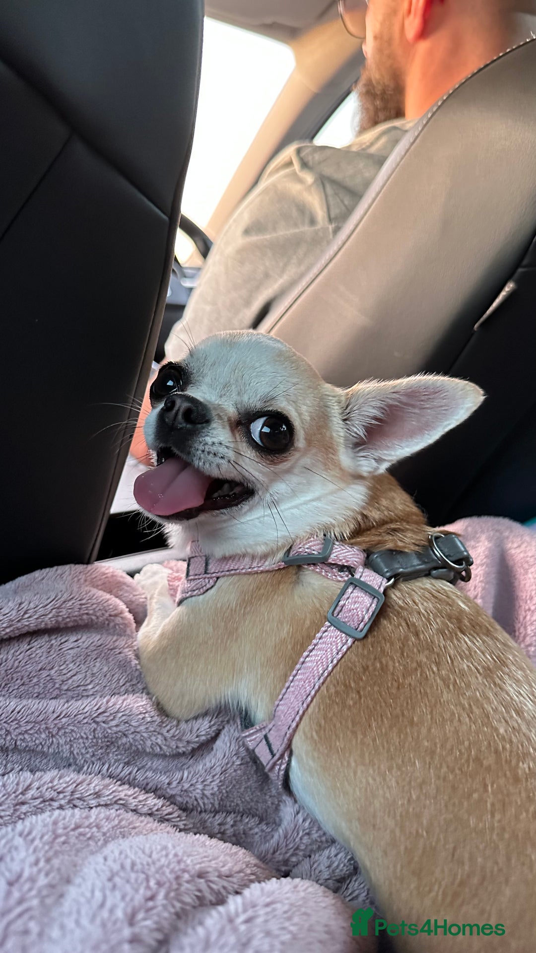 Chihuahua dogs for sale: Chihuahua boys / males  - Image 8