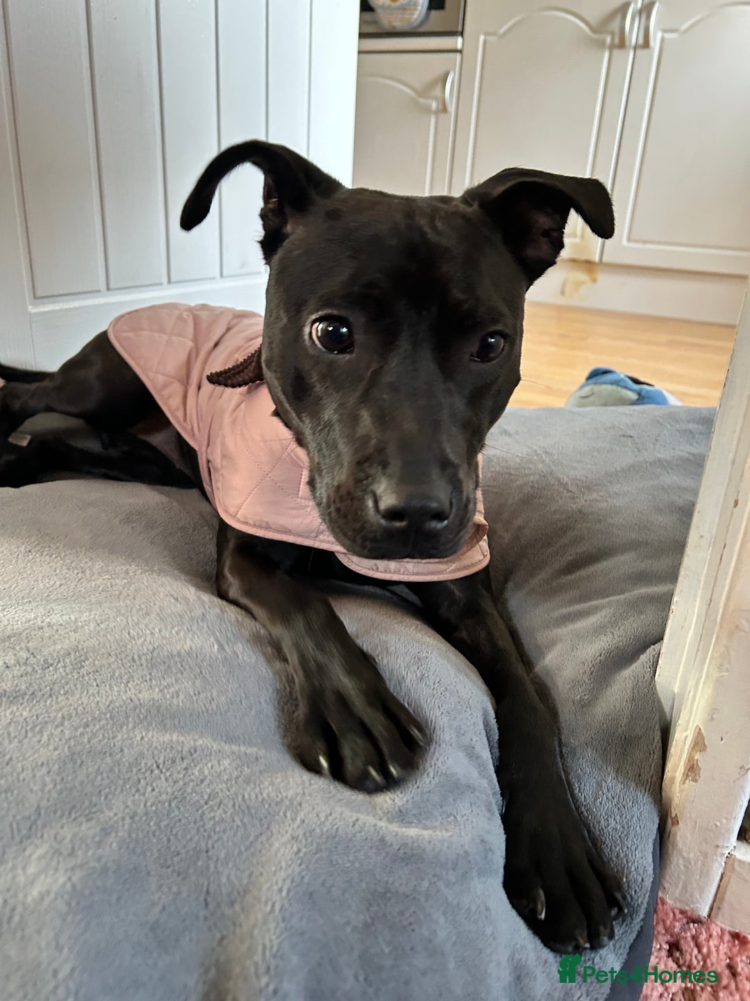 Mixed Breed dogs for sale: Wonderful lab/staffy girl - Image 5