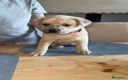 Mixed Breed dogs for sale: Chow chow x American bull dog  - Image 8