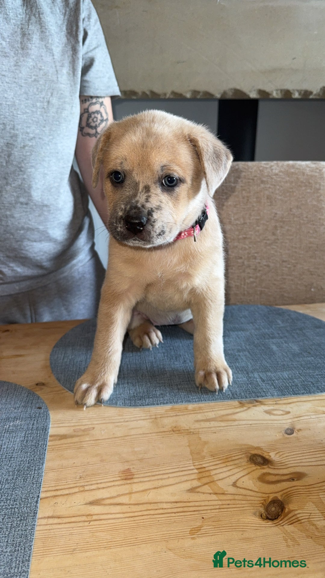 Mixed Breed dogs for sale: Chow chow x American bull dog  - Image 8
