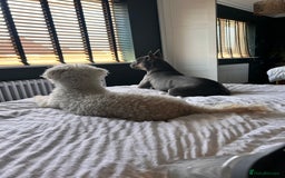French Bulldog dogs for sale: Bella the Frenchie - for adoption ❤️ - Image 4