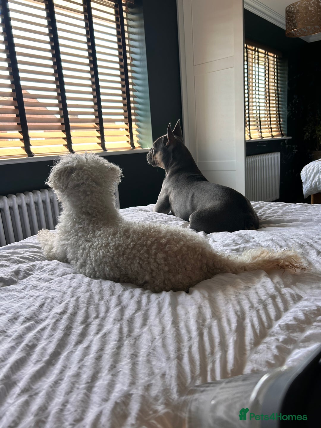 French Bulldog dogs for sale: Bella the Frenchie - for adoption ❤️ - Image 4