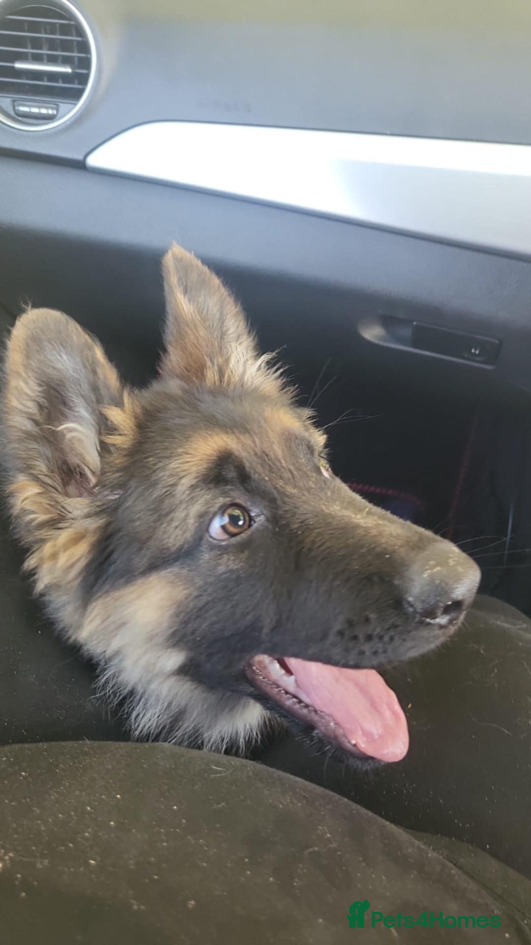 German Shepherd dogs for sale: Gorgeous German Shepard puppy - Advert 4