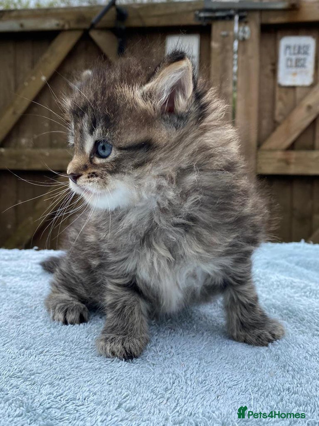 Maine Coon cats for sale: Maine coon kittens - Image 4