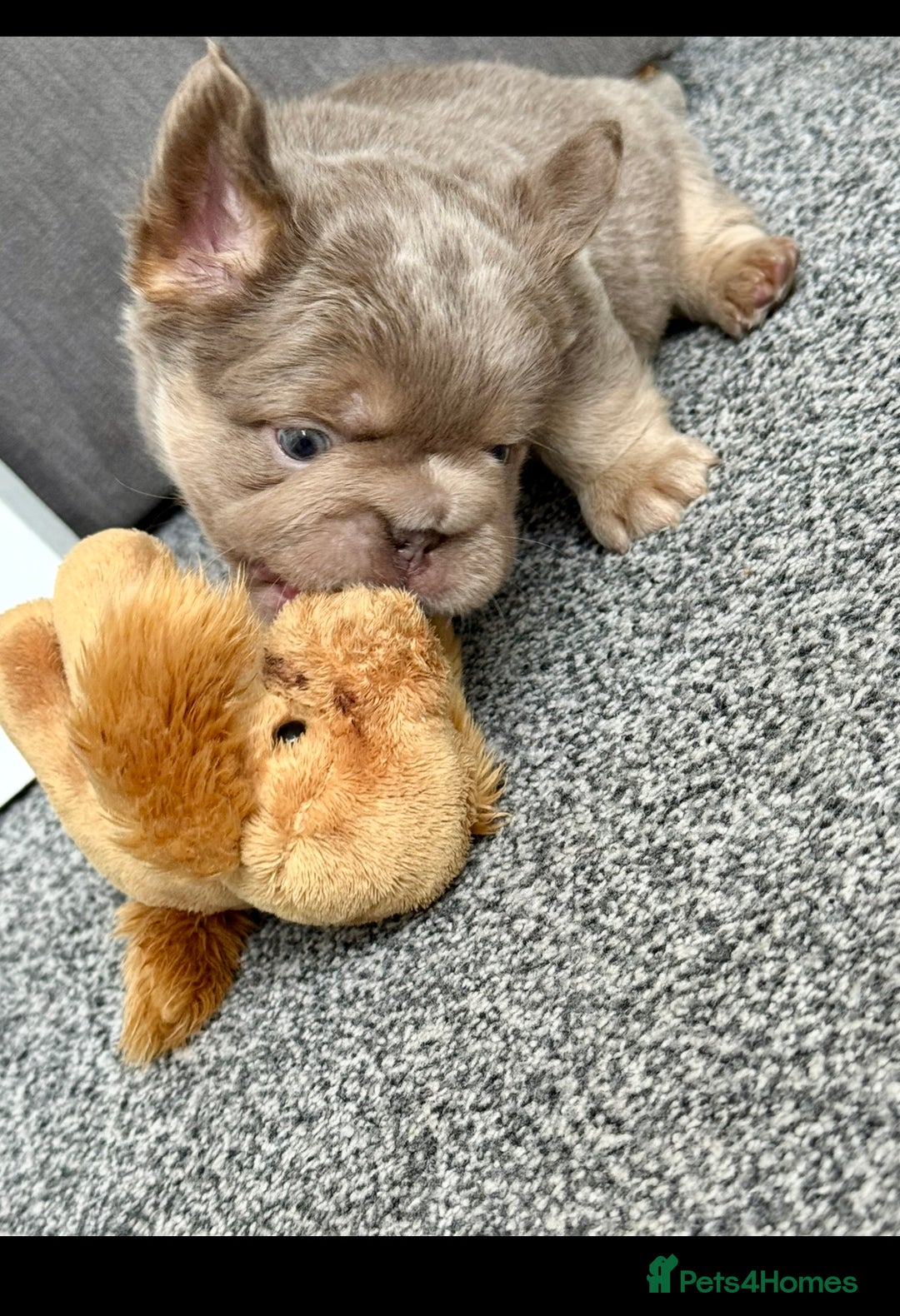 French Bulldog dogs for sale: Fluffy ** frenchies  - Image 26