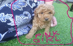 Toy Poodle dogs for sale: Gorgeous Toy Poodles - Image 7