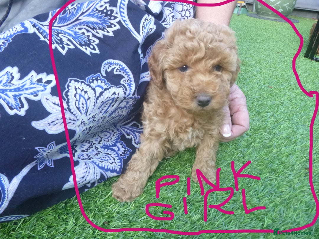 Toy Poodle dogs for sale: Gorgeous Toy Poodles - Image 7
