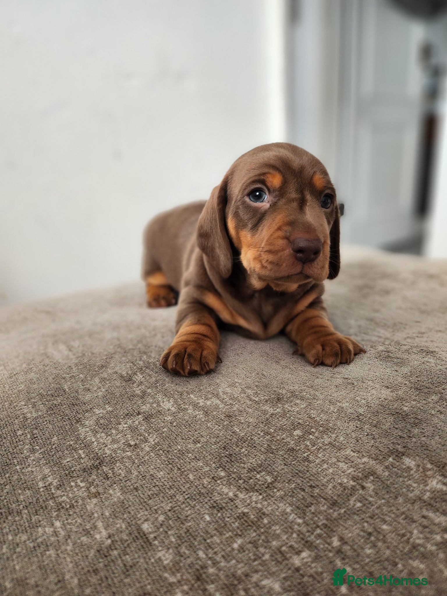 Miniature Dachshund dogs Beautiful miniature Daschunds for sale  - Advert 2