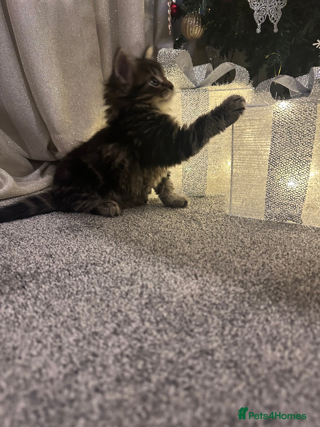 Siberian cats for sale: Beautiful Siberian Kitten – Baby Boy ✨ - Advert 11