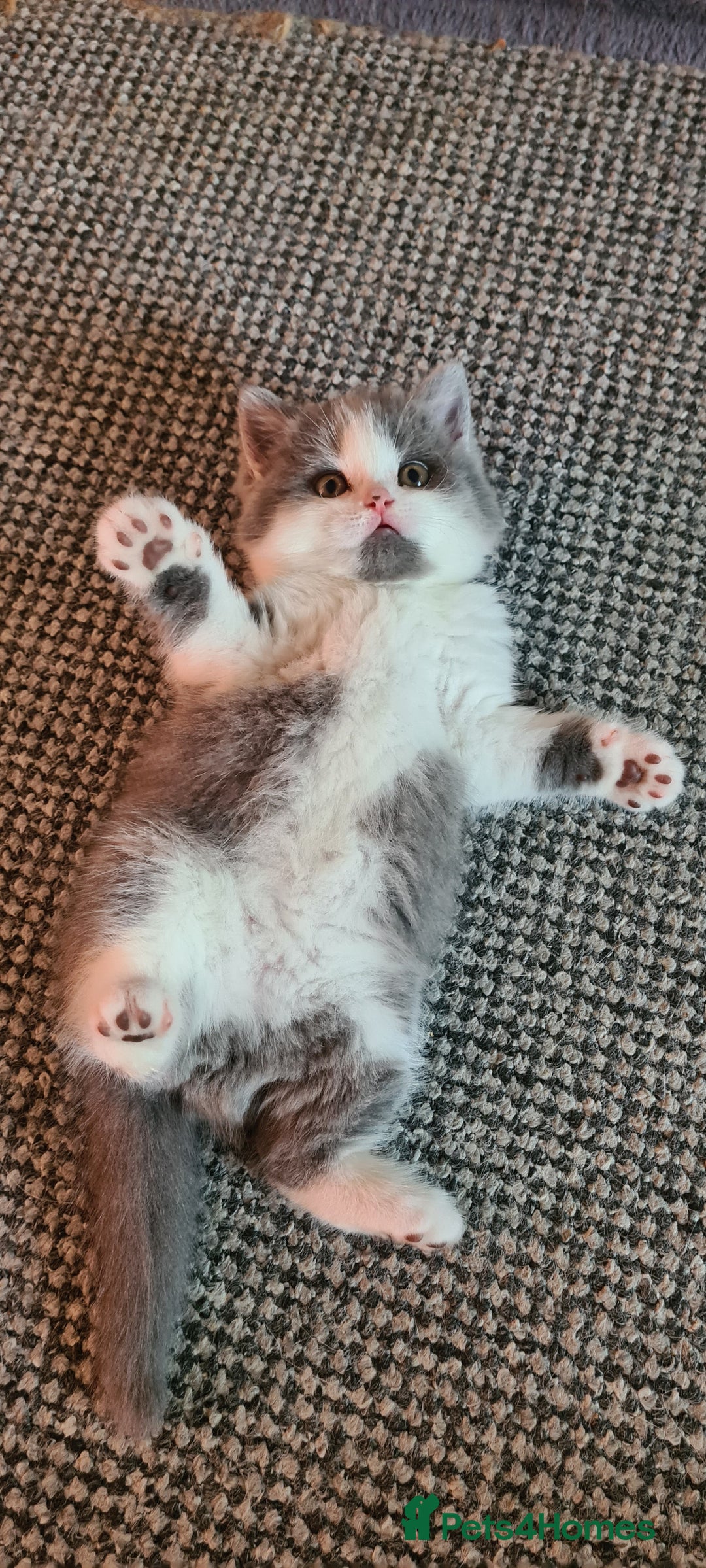 British Shorthair cats for sale: 4 Sweet PEDIGREE kittens - Image 17