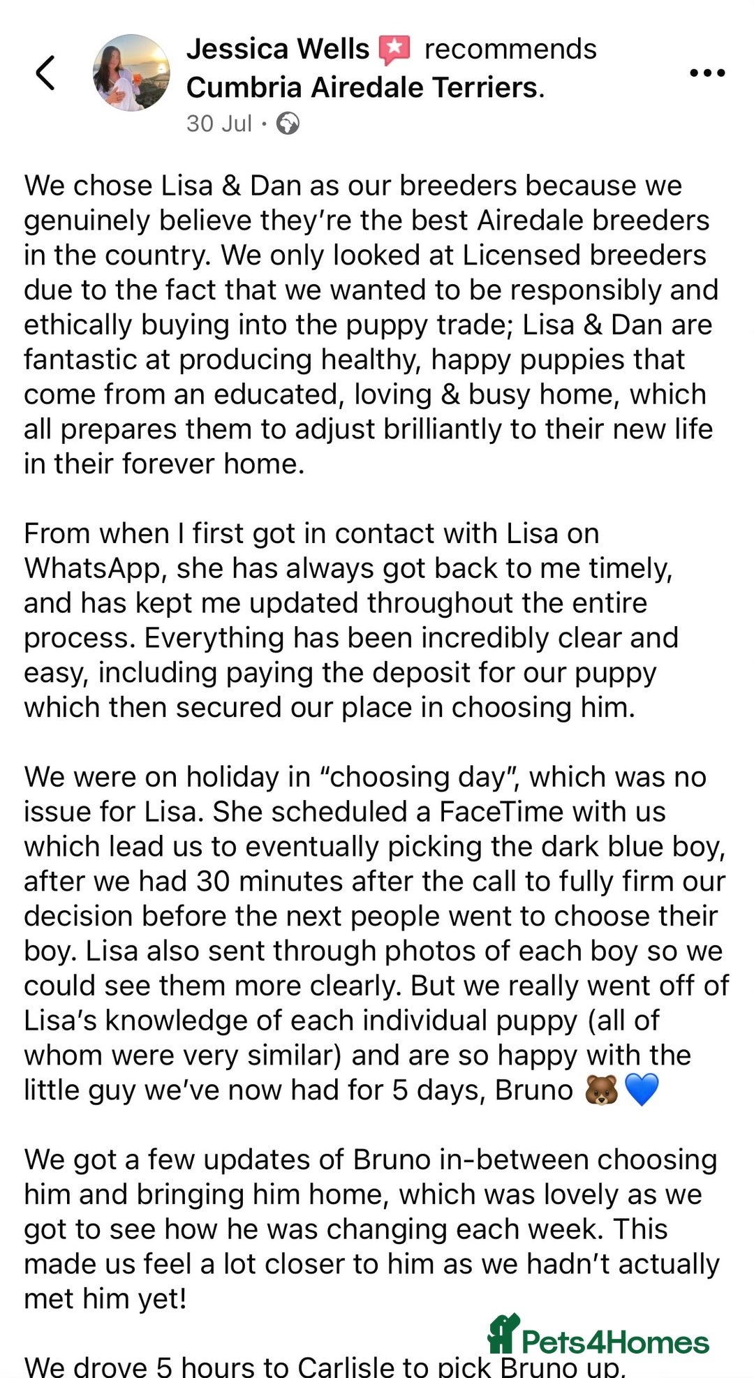 Airedale Terrier dogs for sale: ⭐️ AIREDALE TERRIERS WAITLIST ⭐️ - Advert 9