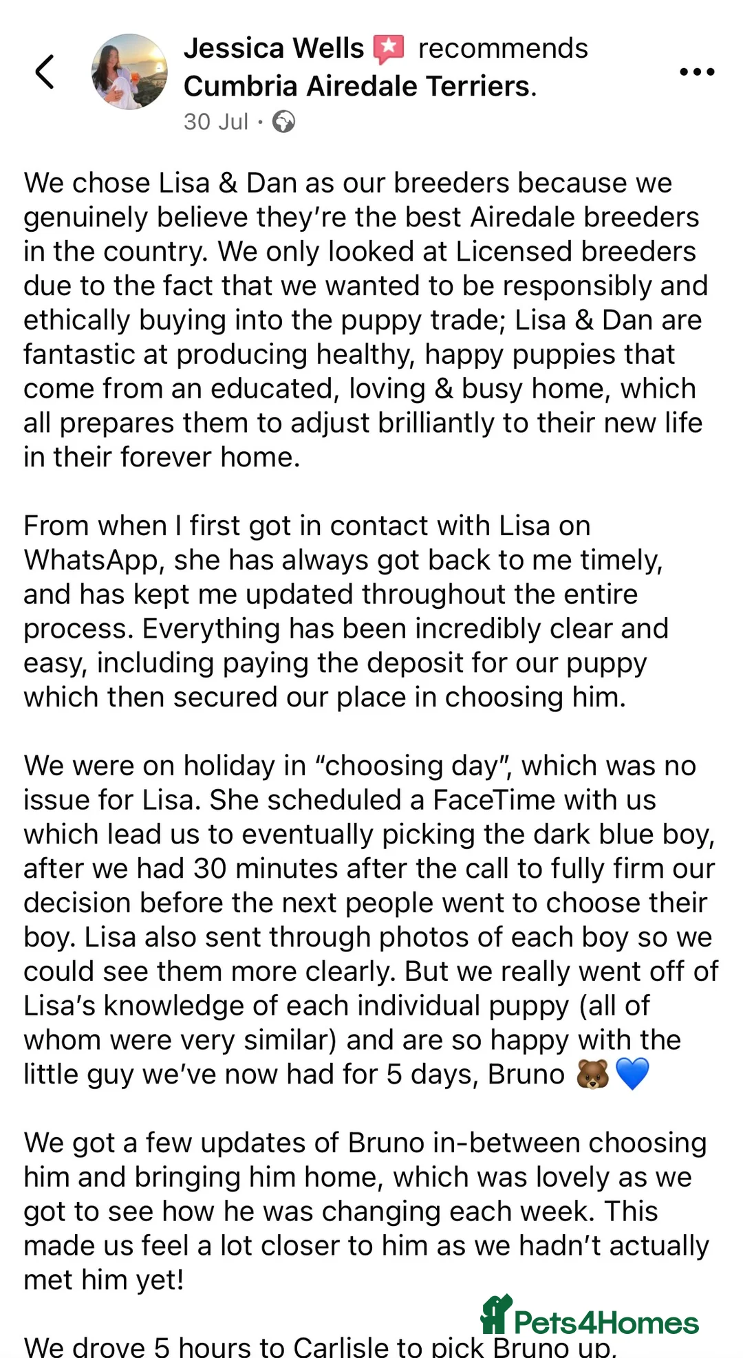 Airedale Terrier dogs for sale: ⭐️ AIREDALE TERRIERS WAITLIST ⭐️ - Advert 9