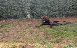 German Shepherd dogs for sale: German Shepherd puppies  in Scunthorpe - Image 7