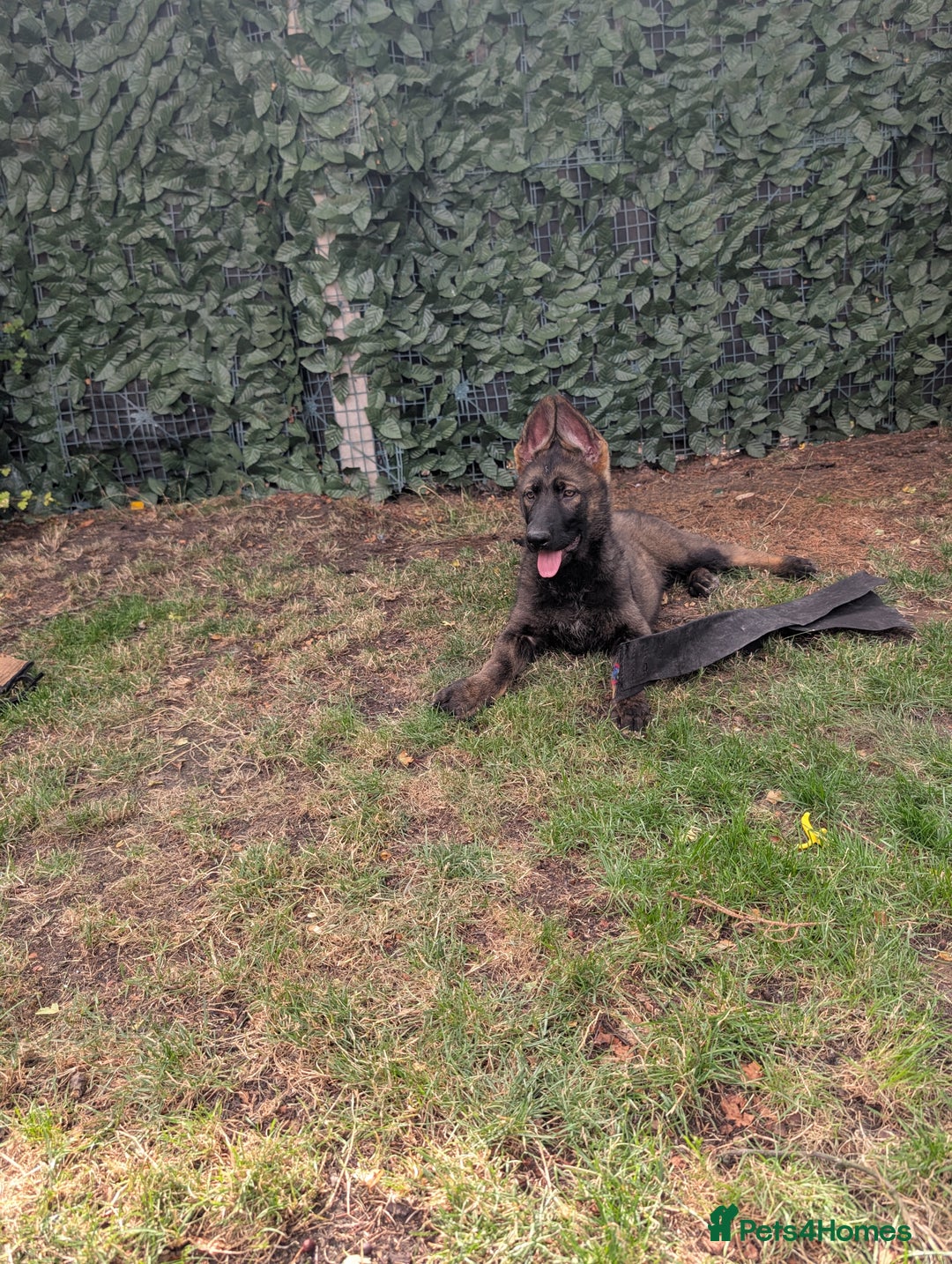 German Shepherd dogs for sale: German Shepherd puppies  in Scunthorpe - Image 7
