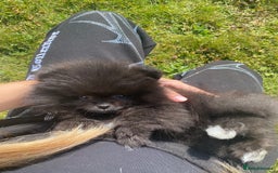 Pomeranian dogs for sale: Beautiful boy Pomeranian puppy 💙 - Image 13