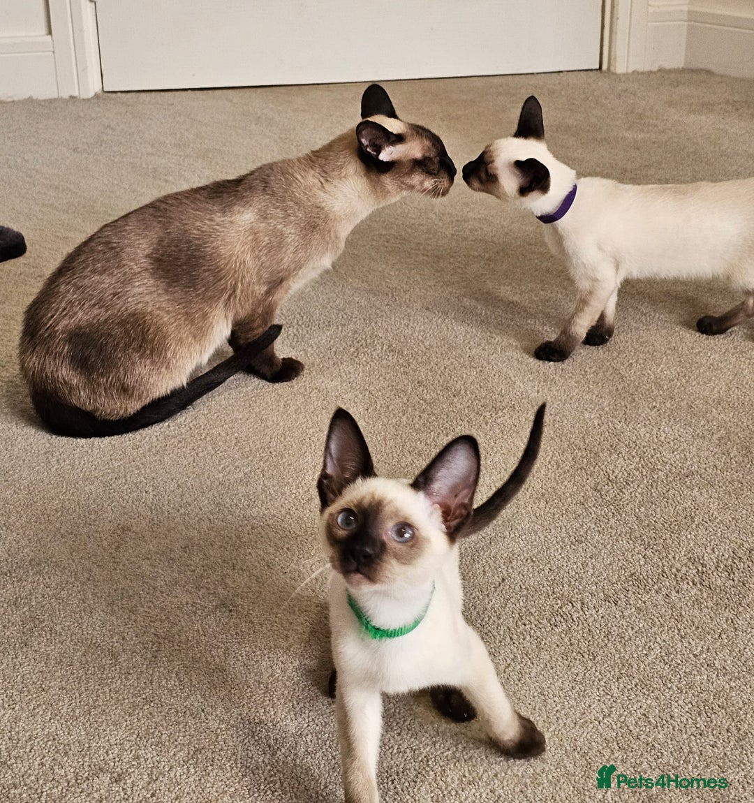 Siamese cats for sale: Cheeky little siamese kittens  - Image 3