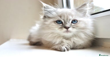 Ragdoll cats - Advert 4