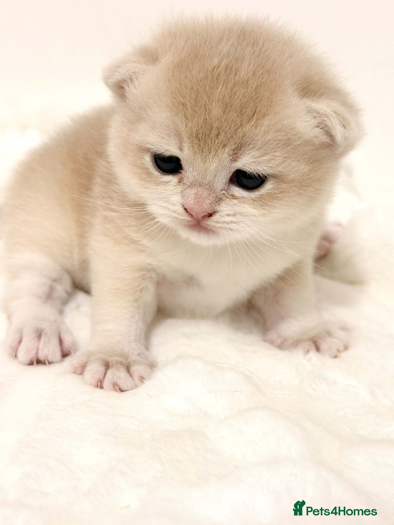 British Shorthair cats BSH Golden kittens Ecx show quality, Tica reg  - Advert 1