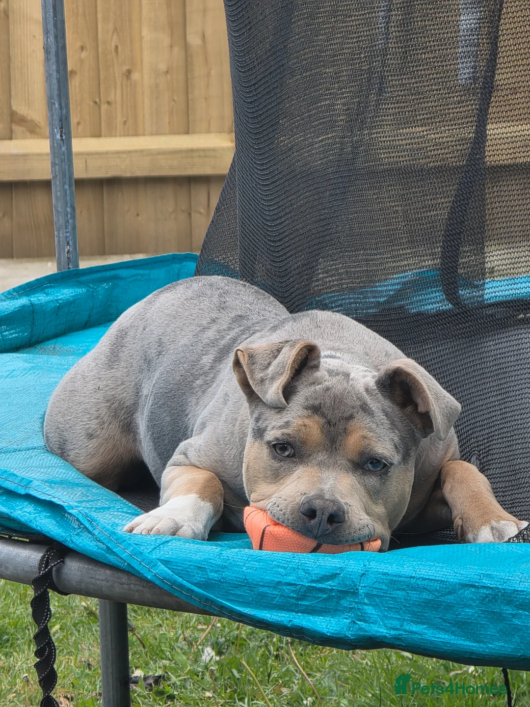 Mixed Breed dogs for sale: BLUE MERLE STAFFY X AMERICAN BULLY  - Advert 1