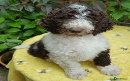 Labradoodle dogs for stud: PROVEN Healthy Labradoodle STUD - Hypoallergenic  - Image 5