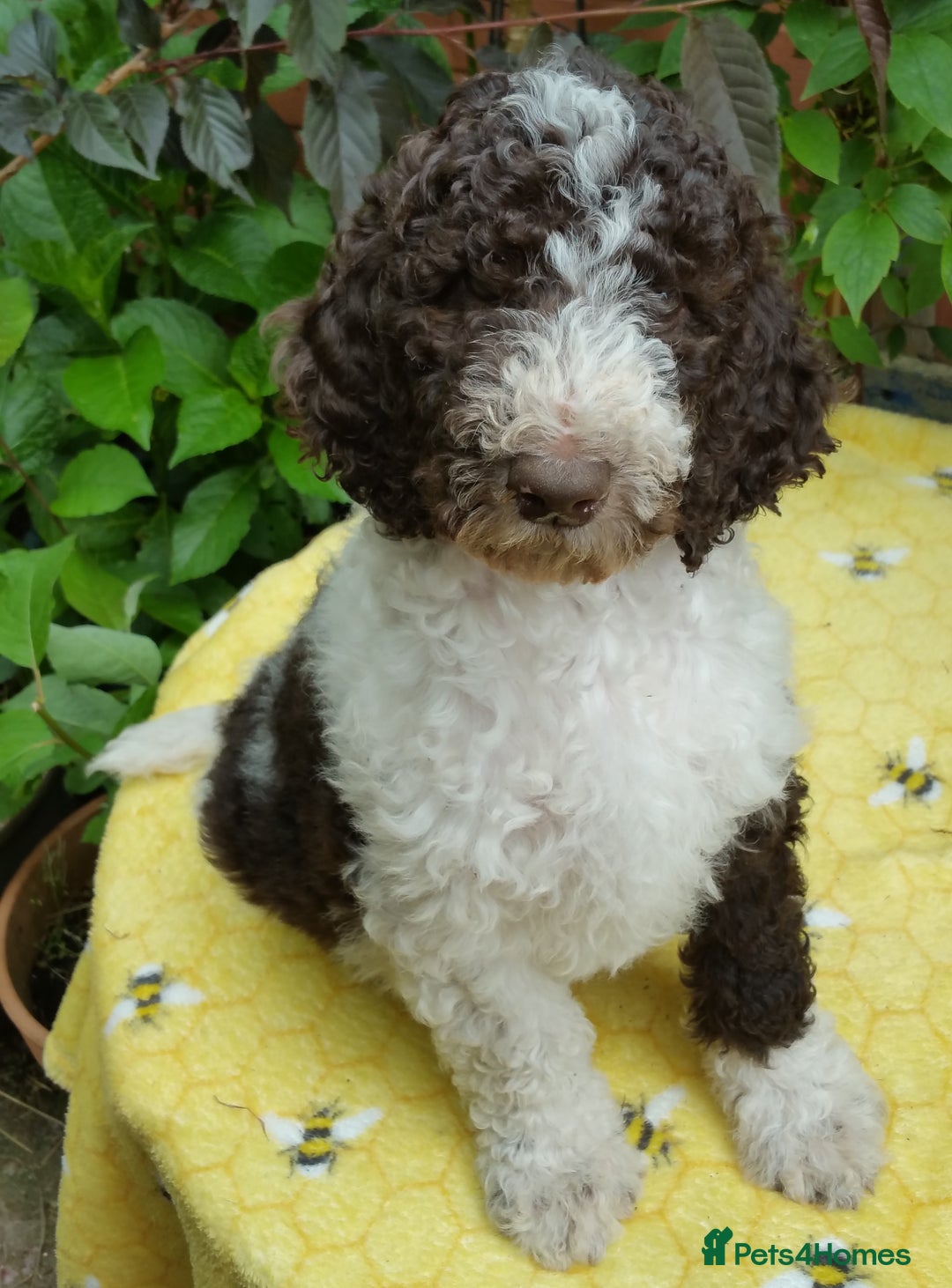 Labradoodle dogs for stud: PROVEN Healthy Labradoodle STUD - Hypoallergenic  - Image 5