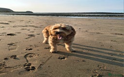 Cockapoo dogs for stud: Stud Available - Handsome F2 Cockapoo called Teddy - Image 5