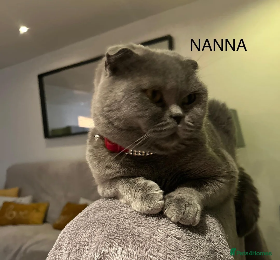 Scottish Fold cats for sale: Scottish Fold kittens - Advert 11