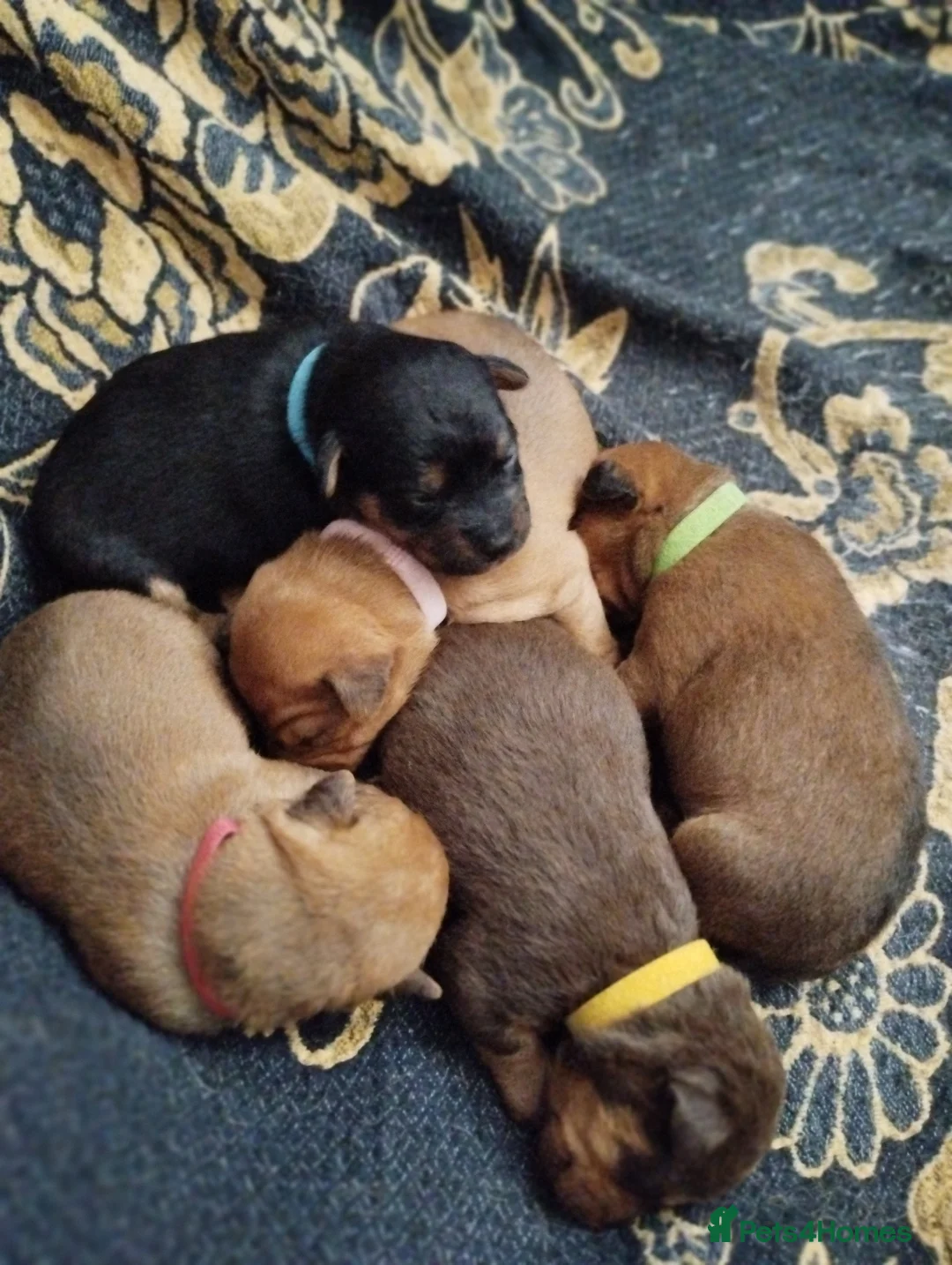 Mixed Breed dogs for sale: Jack Russell X Lakeland Terrier Puppies  in Falkirk - Advert 2