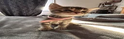 Bengal cats for sale: Mix Bengal kittens for sell in Corby - Advert 20