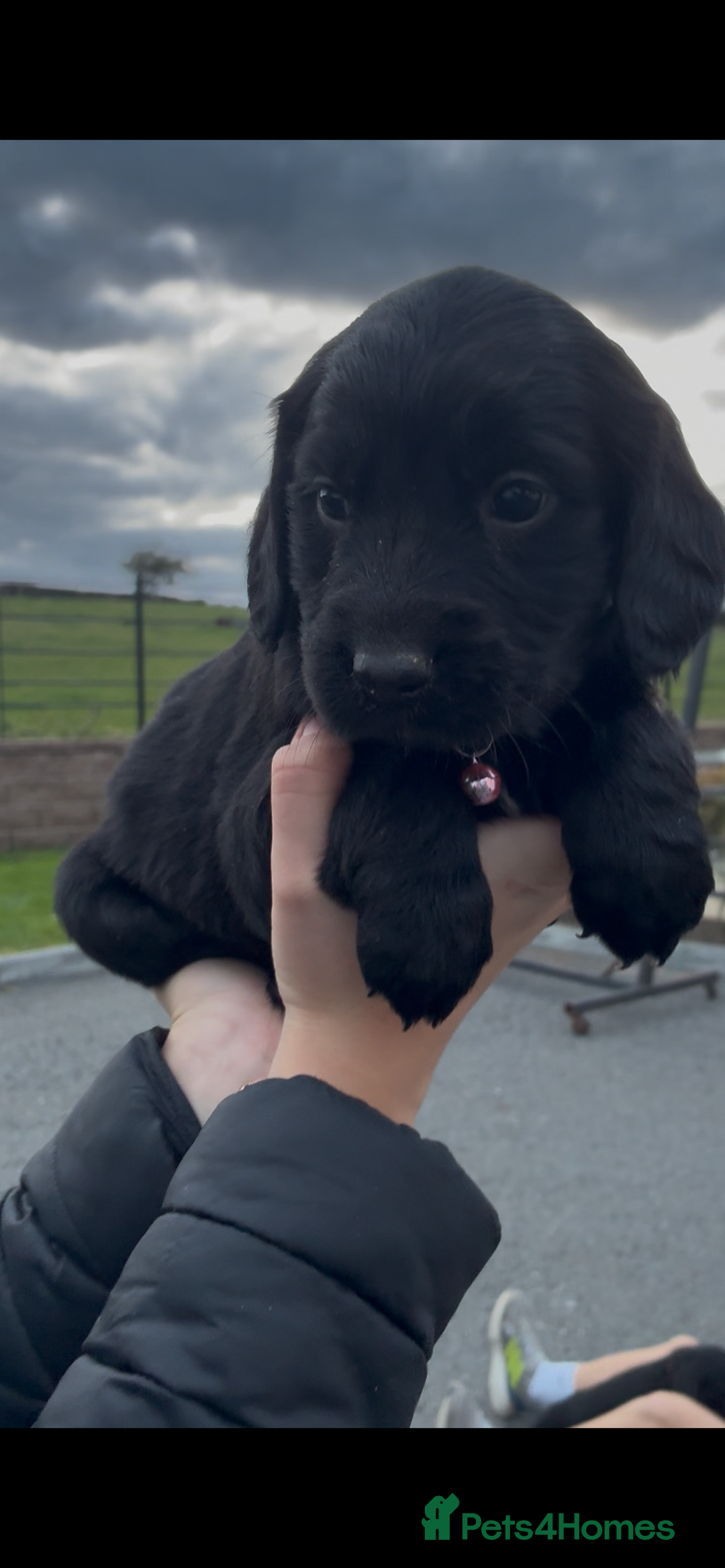 Mixed Breed dogs for sale: Golden retriever / border terrior mix  - Image 10