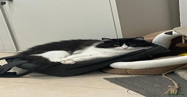 Mixed Breed cats - Advert 12