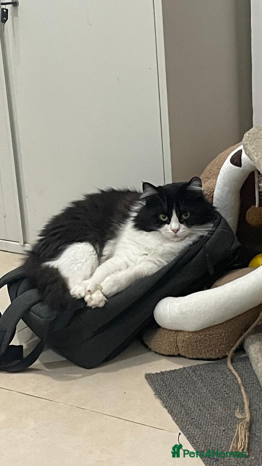 Mixed Breed cats for adoption: SUSHI GIRL MIX PERSIAN PERFECT HEALTH AFFECTIONAT - Image 2