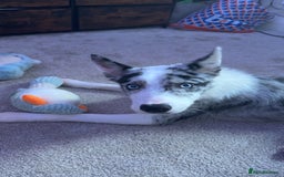 Mixed Breed dogs for sale: Blue  - Image 2