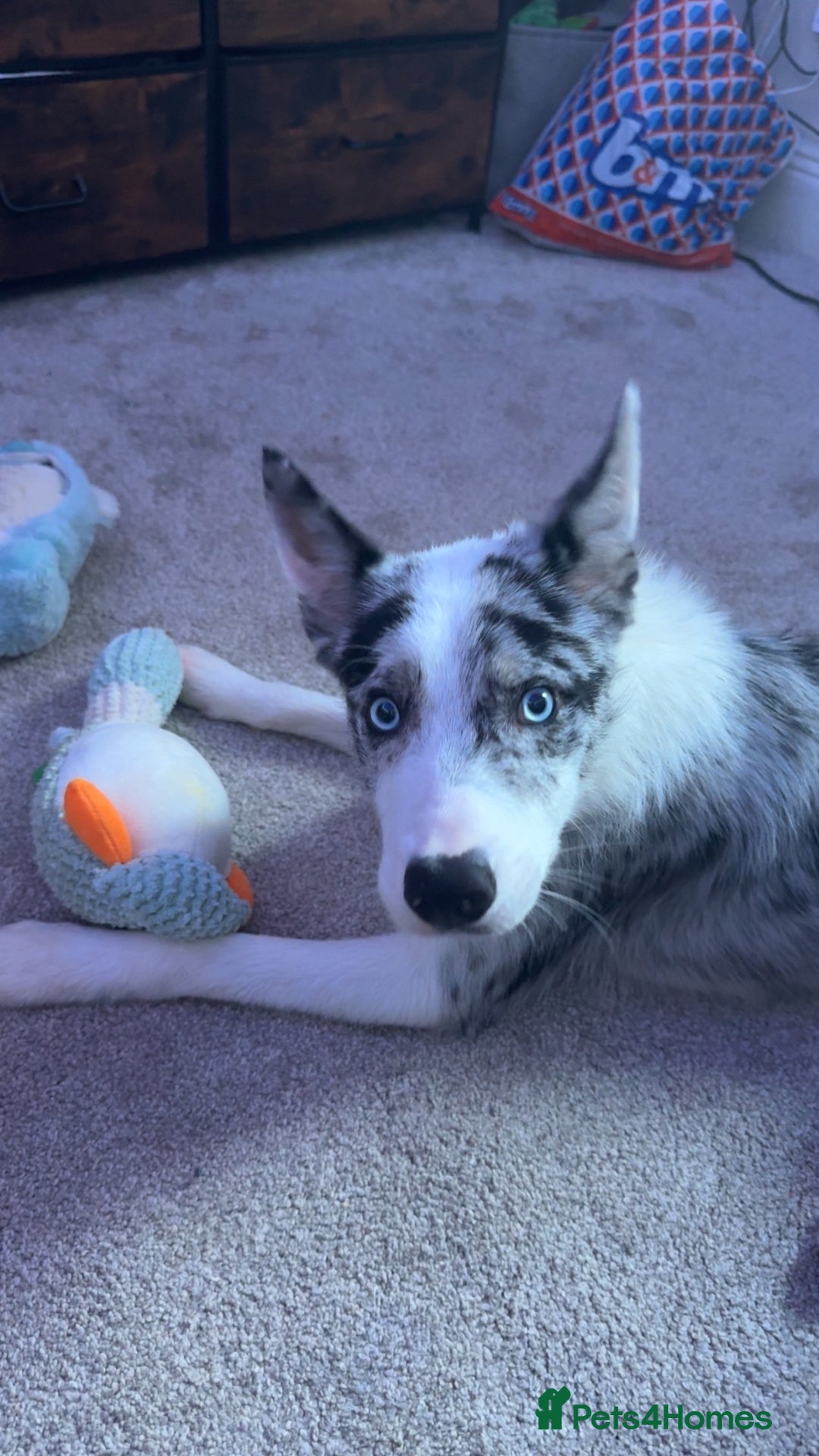 Mixed Breed dogs for sale: Blue  - Image 2