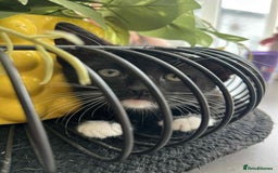 Mixed Breed cats for sale: Black and white kitten last of litter - Image 2