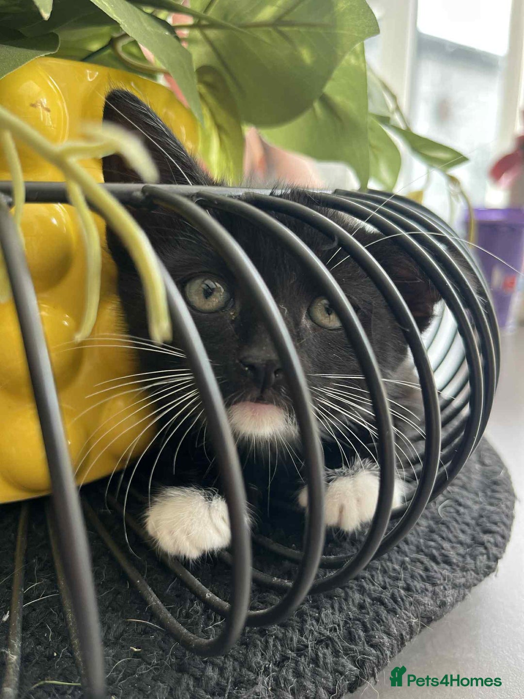Mixed Breed cats for sale: Black and white kitten last of litter - Image 2