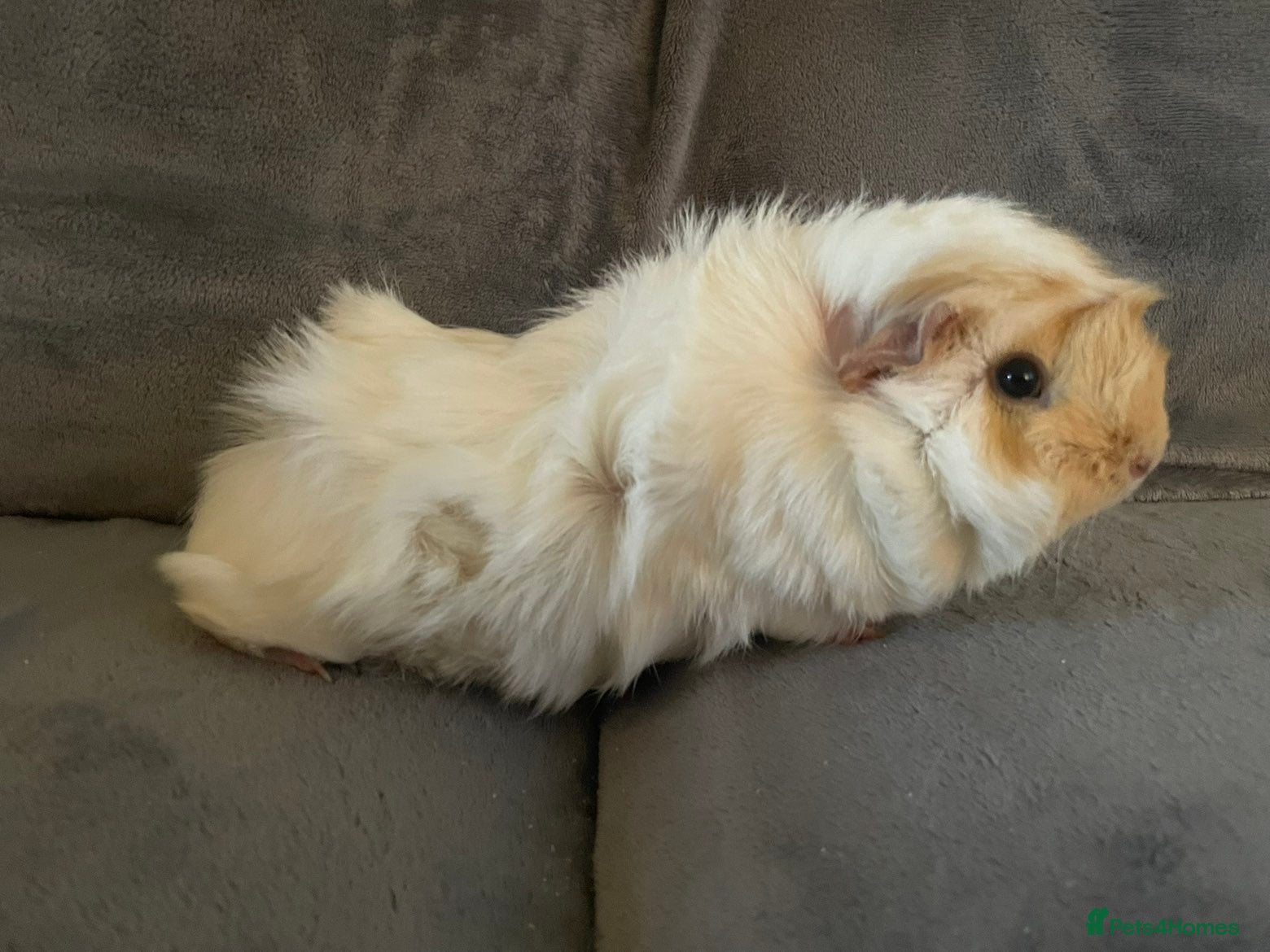 Guinea Pig rodents single female guinea + cage set up - Advert 1
