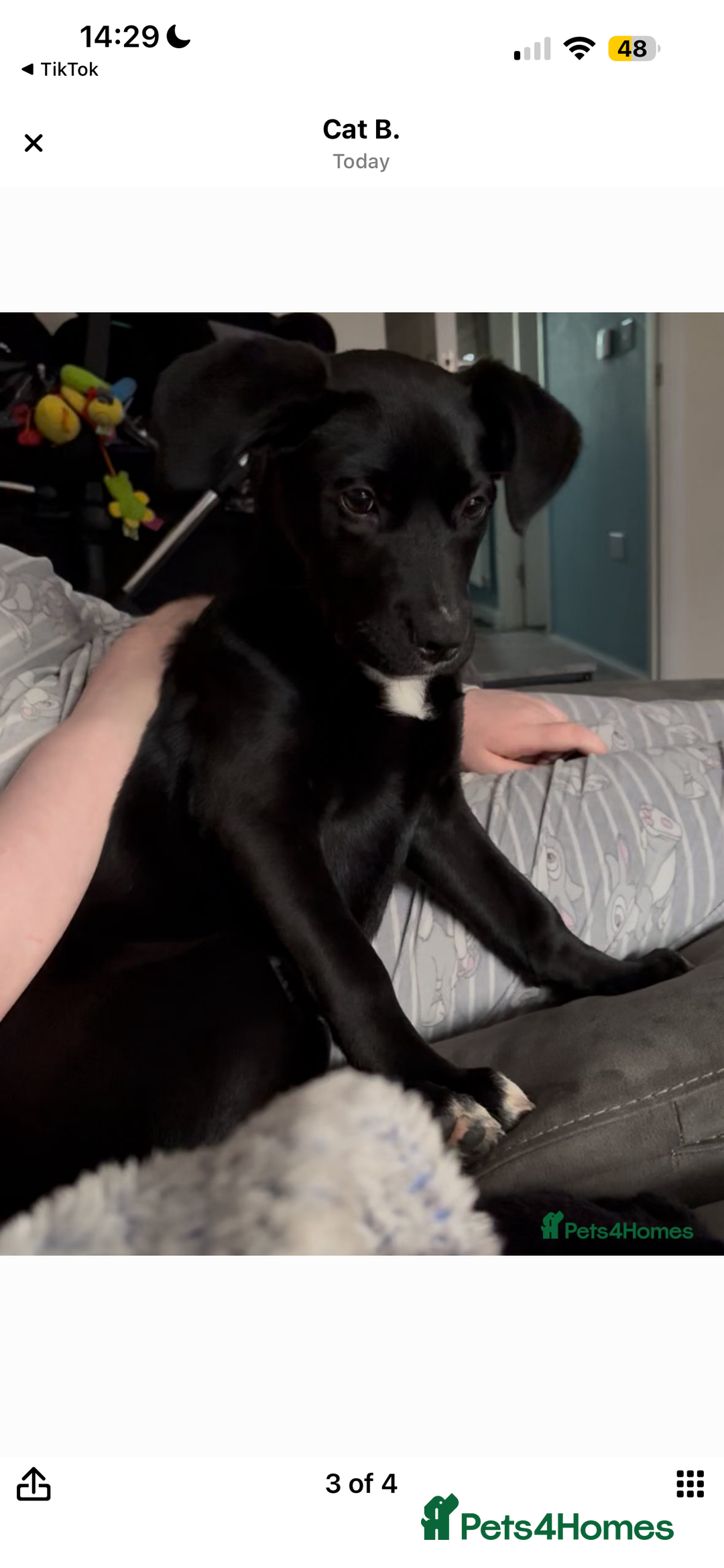 Mixed Breed dogs for sale: Pookie/peggy  - Advert 4