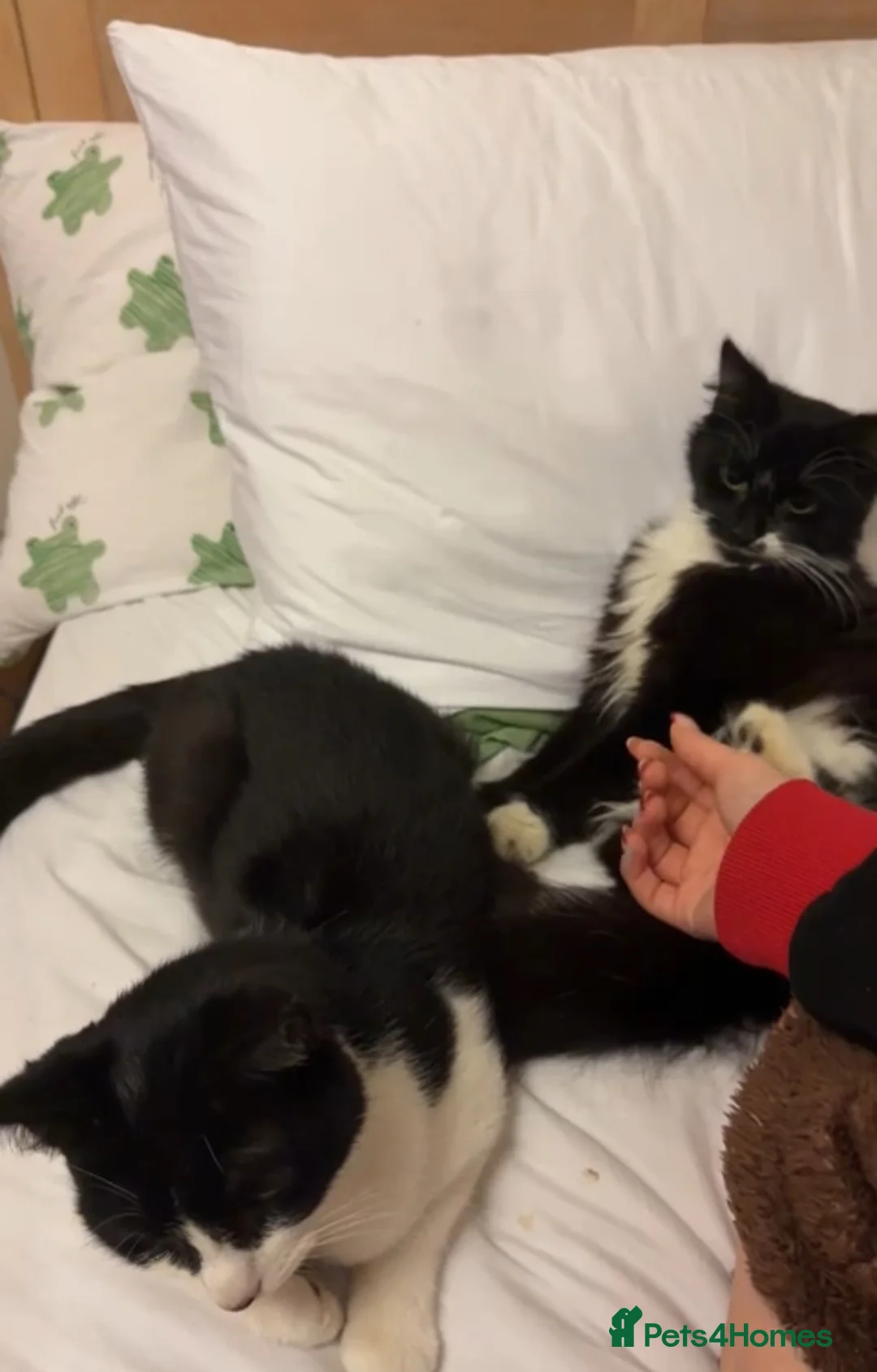 Mixed Breed cats for adoption: Full jabs and neutered bonded pair rescue brothers - Advert 2